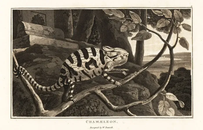 Framed Print : Common chameleon or Mediterranean chameleon Framed Print : Common chameleon or Mediterranean chameleon