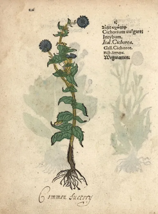 Framed Print : Common chicory, Cichorium intybus Framed Print : Common chicory, Cichorium intybus
