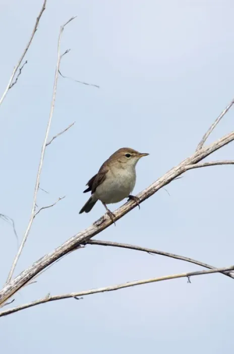Framed Print : Common Chiffchaff - adult - alarmed sits on a dry Framed Print : Common Chiffchaff - adult - alarmed sits on a dry