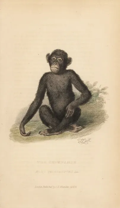 Framed Print : Common chimpanzee, Pan troglodytes. Endangered Framed Print : Common chimpanzee, Pan troglodytes. Endangered