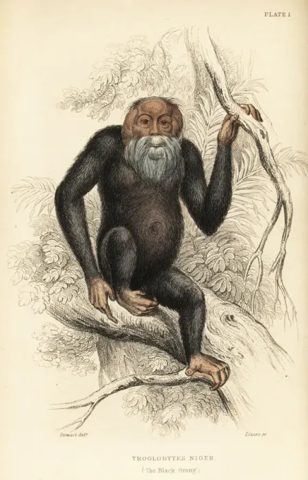 Framed Print : Common chimpanzee, Pan troglodytes. Endangered Framed Print : Common chimpanzee, Pan troglodytes. Endangered