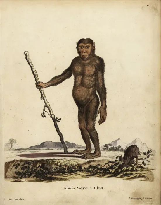 Framed Print : Common chimpanzee, Pan troglodytes. Endangered Framed Print : Common chimpanzee, Pan troglodytes. Endangered