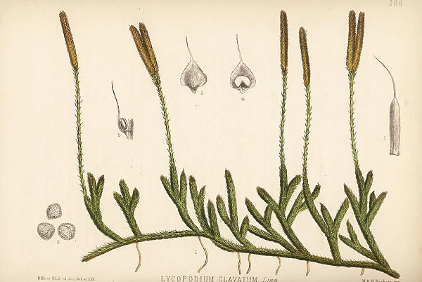 Common club-moss, Lycopodium clavatum