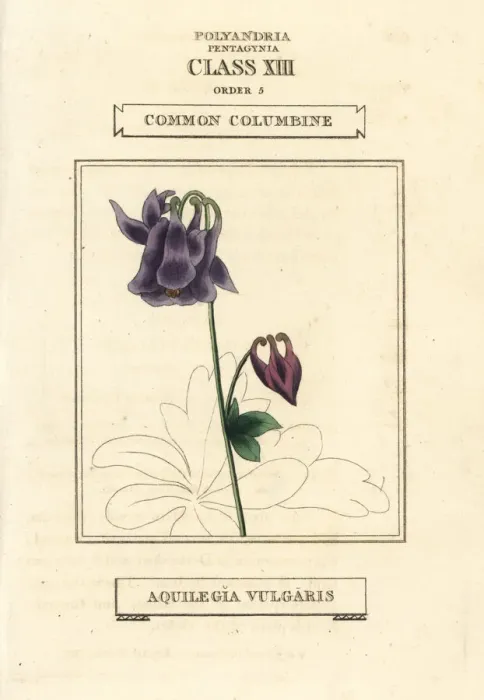 Framed Print : Common columbine, Aquilegia vulgaris Framed Print : Common columbine, Aquilegia vulgaris