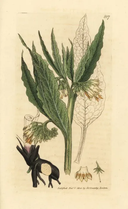 Framed Print : Common comfrey, Symphytum officinale Framed Print : Common comfrey, Symphytum officinale