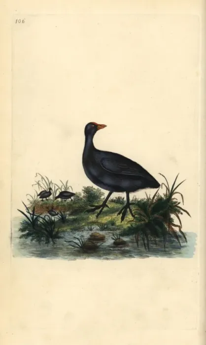 Framed Print : Common coot, Fulica atra Framed Print : Common coot, Fulica atra