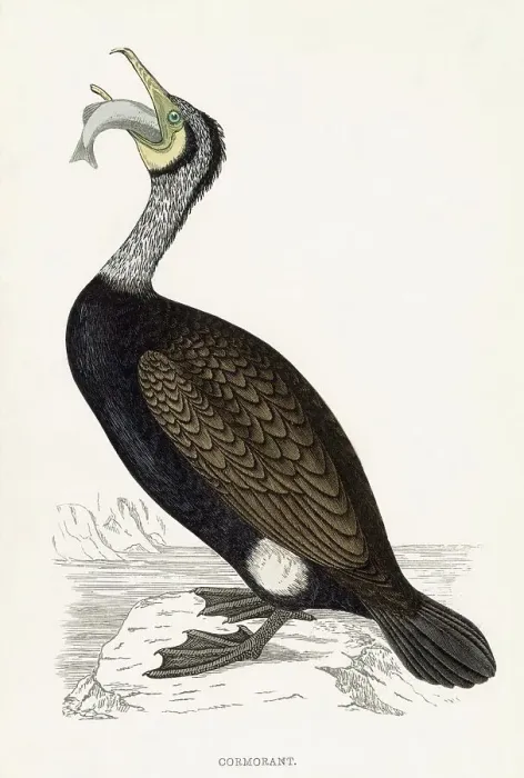 Framed Print : COMMON CORMORANT (Phalacrocorax carbo) Holding a fish Date: 1851 Framed Print : COMMON CORMORANT (Phalacrocorax carbo) Holding a fish Date: 1851