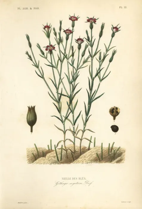 Framed Print : Common corn-cockle, Agrostemma githago, Githago segetum Framed Print : Common corn-cockle, Agrostemma githago, Githago segetum