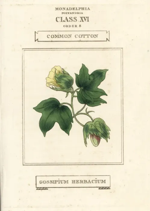 Framed Print : Common cotton, Gossypium herbaceum Framed Print : Common cotton, Gossypium herbaceum