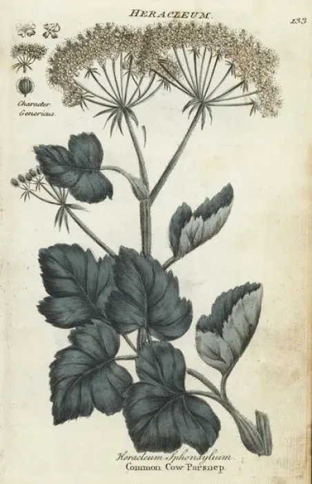 Framed Print : Common cow parsnip or hogweed, Heracleum sphondylium Framed Print : Common cow parsnip or hogweed, Heracleum sphondylium