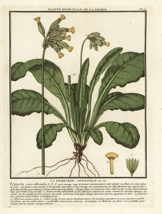 Framed Print : Common cowslip or cowslip primrose, Primula veris Framed Print : Common cowslip or cowslip primrose, Primula veris