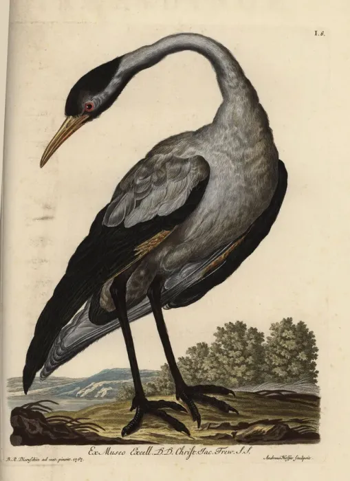 Framed Print : Common crane, Grus grus (Grus nostra)