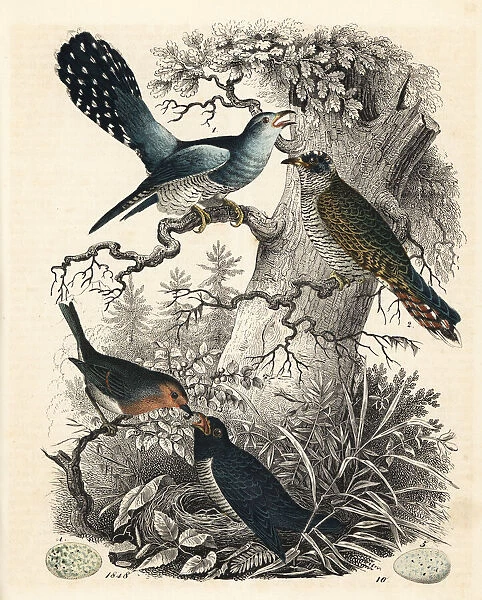 Common cuckoo, Cuculus canorus