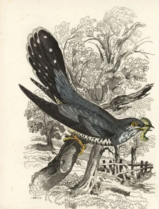 Framed Print : Common cuckoo, Cuculus canorus Framed Print : Common cuckoo, Cuculus canorus