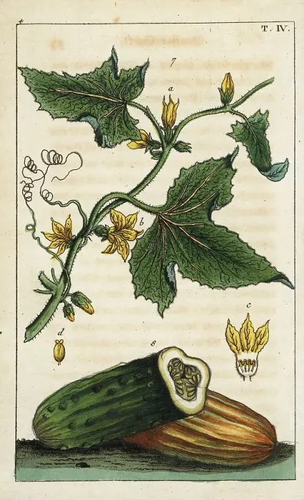 Framed Print : Common cucumber, Cucumis sativus Framed Print : Common cucumber, Cucumis sativus