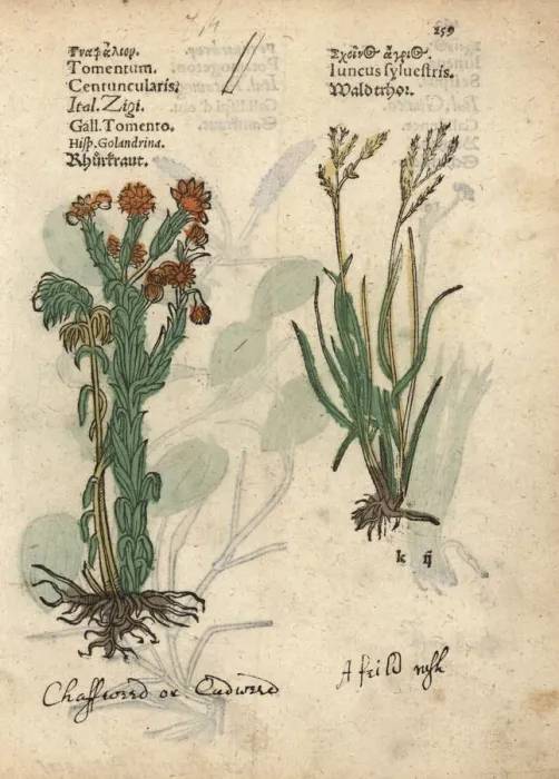 Framed Print : Common cudweed, Filago vulgaris, and rush Framed Print : Common cudweed, Filago vulgaris, and rush