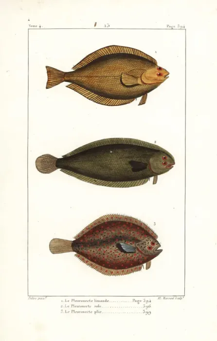 Framed Print : Common dab, sole and European plaice Framed Print : Common dab, sole and European plaice