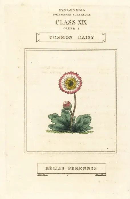 Framed Print : Common daisy, Bellis perennis Framed Print : Common daisy, Bellis perennis