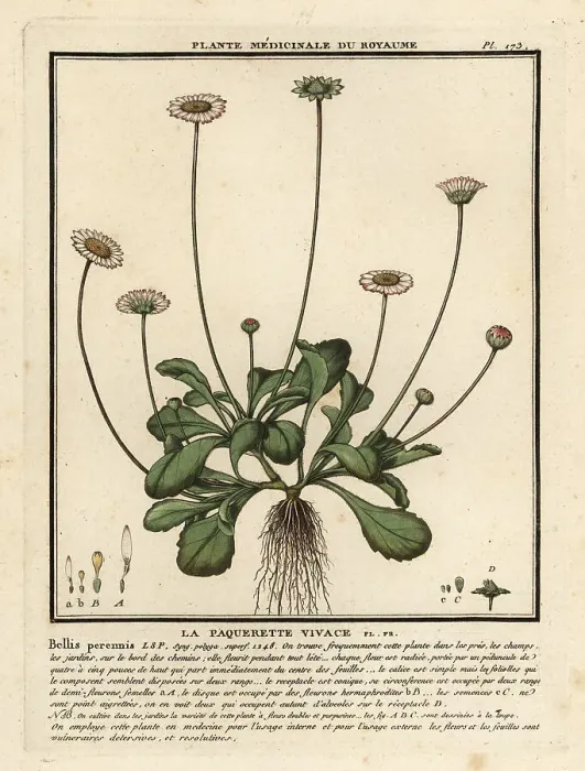 Framed Print : Common daisy, Bellis perennis Framed Print : Common daisy, Bellis perennis