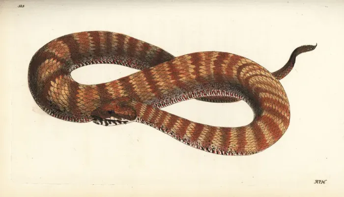 Framed Print : Common death adder, Acanthophis antarctica Framed Print : Common death adder, Acanthophis antarctica