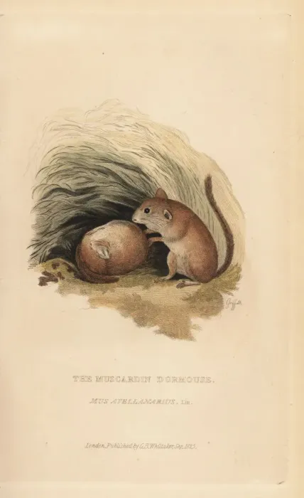 Framed Print : Common dormouse, Muscardinus avellanarius Framed Print : Common dormouse, Muscardinus avellanarius