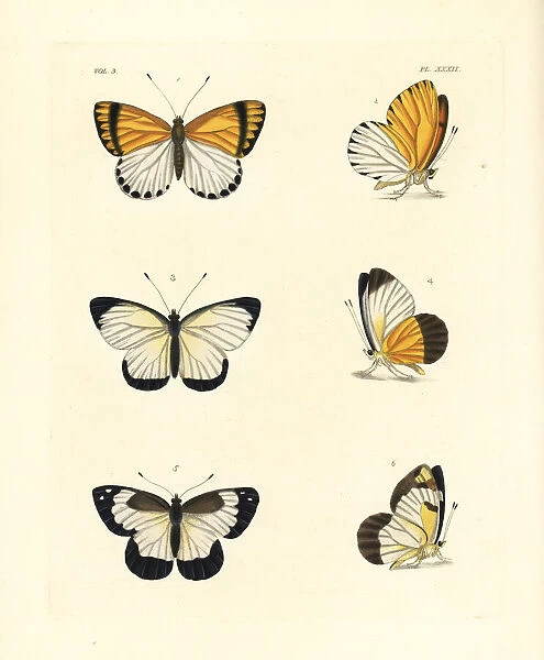 Common dotted border, western dotted border