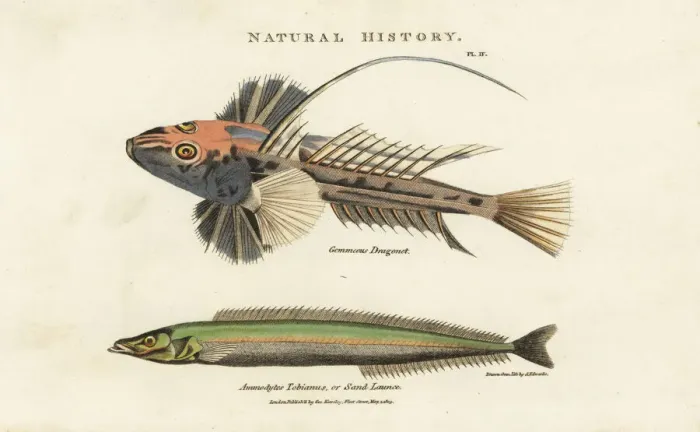 Framed Print : Common dragonet, Callionymus lyra, and lesser Framed Print : Common dragonet, Callionymus lyra, and lesser