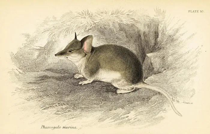 Framed Print : Common dunnart, Sminthopsis murina Framed Print : Common dunnart, Sminthopsis murina