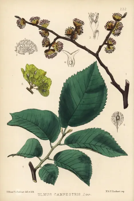 Framed Print : Common elm, Ulmus campestris Framed Print : Common elm, Ulmus campestris
