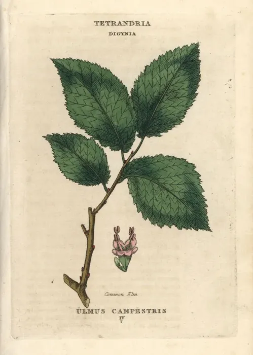 Framed Print : Common elm, Ulmus glabra Framed Print : Common elm, Ulmus glabra