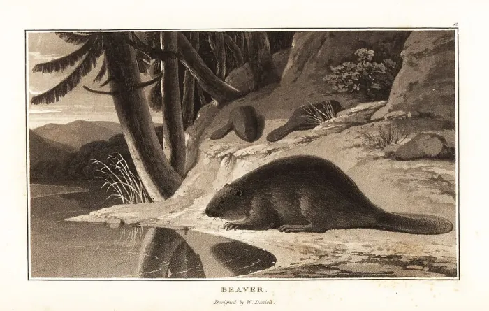 Framed Print : Common Eurasian beaver, Castor fiber, near a riverbank with fir Framed Print : Common Eurasian beaver, Castor fiber, near a riverbank with fir