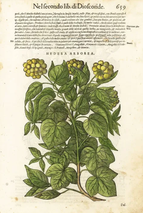 Framed Print : Common or European ivy, Hedera helix