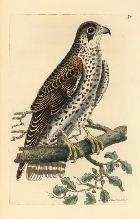 Framed Print : Common falcon, Falco communis Framed Print : Common falcon, Falco communis