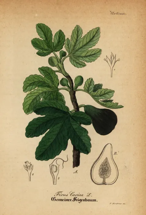 Framed Print : Common fig, Ficus carica Framed Print : Common fig, Ficus carica