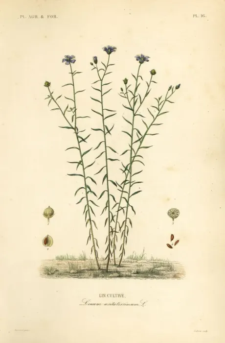 Framed Print : Common flax or linseed, Linum usitatissimum Framed Print : Common flax or linseed, Linum usitatissimum
