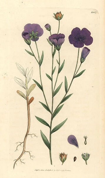 Common flax, Linum usitatissimum