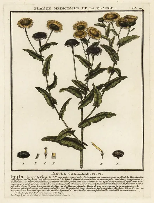 Framed Print : Common fleabane, Pulicaria dysenterica Framed Print : Common fleabane, Pulicaria dysenterica