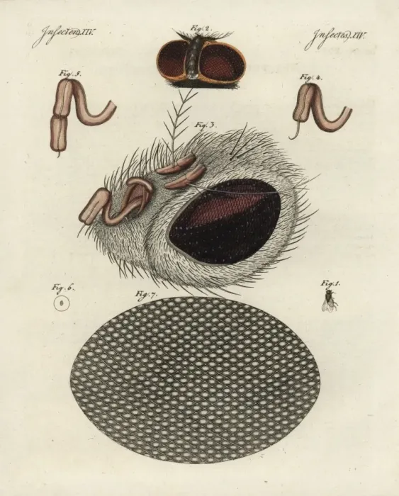 Framed Print : Common fly, Musca domestica, head, proboscis and cornea Framed Print : Common fly, Musca domestica, head, proboscis and cornea