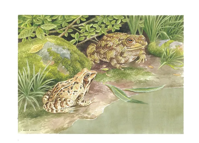 Framed Print : Common Frog and Common Toad Framed Print : Common Frog and Common Toad