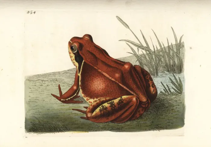Framed Print : Common frog, red variety, Rana temporaria var. rubra