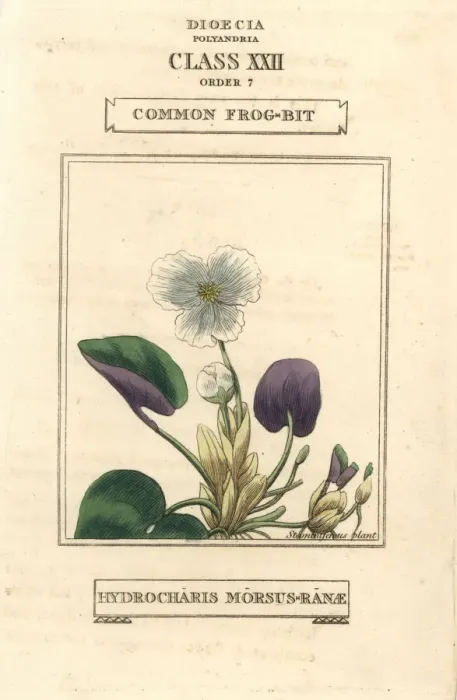 Framed Print : Common frogbit, Hydrocharis morsus-ranae Framed Print : Common frogbit, Hydrocharis morsus-ranae