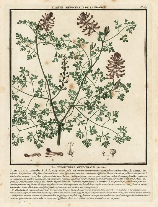 Framed Print : Common fumitory, Fumaria officinalis Framed Print : Common fumitory, Fumaria officinalis