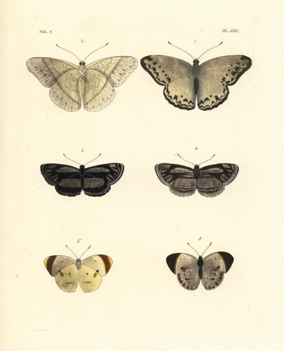 Framed Print : Common glider, original club-dot sailer and smoky orange tip Framed Print : Common glider, original club-dot sailer and smoky orange tip