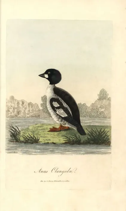 Framed Print : Common goldeneye, Bucephala clangula Framed Print : Common goldeneye, Bucephala clangula