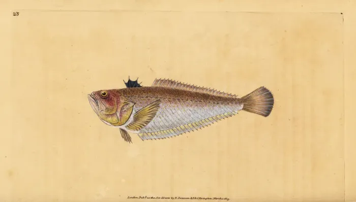 Framed Print : Common or greater weever, Trachinus draco Framed Print : Common or greater weever, Trachinus draco