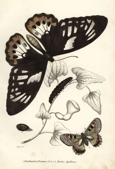 Framed Print : Common green birdwing and false apollo butterflies Framed Print : Common green birdwing and false apollo butterflies