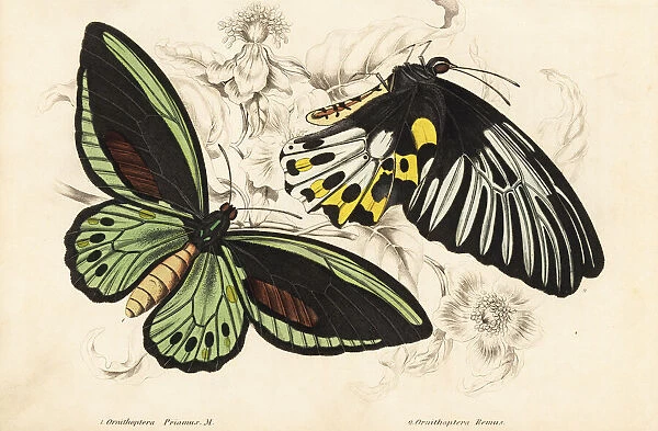 Common green birdwing and Rippons birdwing butterflies
