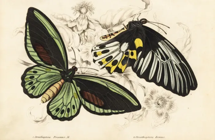 Framed Print : Common green birdwing and Rippons birdwing butterflies Framed Print : Common green birdwing and Rippons birdwing butterflies