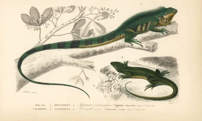 Framed Print : Common green iguana and green lizard Framed Print : Common green iguana and green lizard