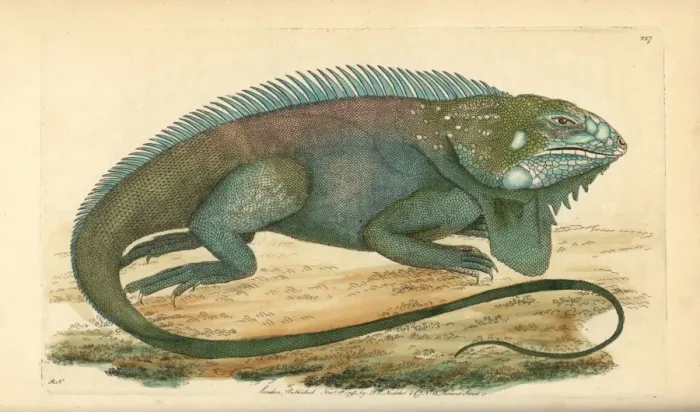 Framed Print : Common or green iguana, Iguana iguana Framed Print : Common or green iguana, Iguana iguana